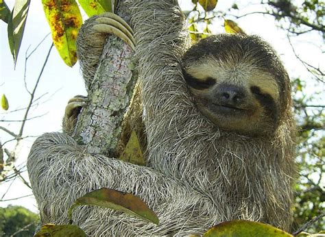 Pygmy three-toed sloth – naming its only home is more of a threat