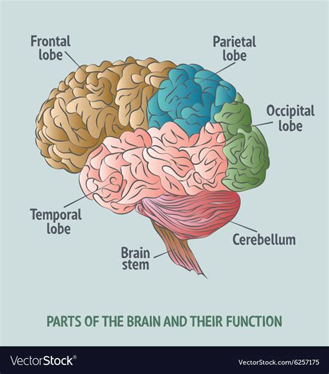 Parts Of The Human Brain Royalty Free Vector Image
