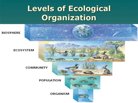 What Are The Different Levels Of Ecological Hierarchy Lesalq