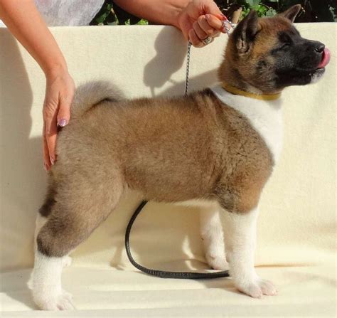 They are large, strong dogs. health temperament Akita puppies | Durban Dogs & Puppies | Public Ads