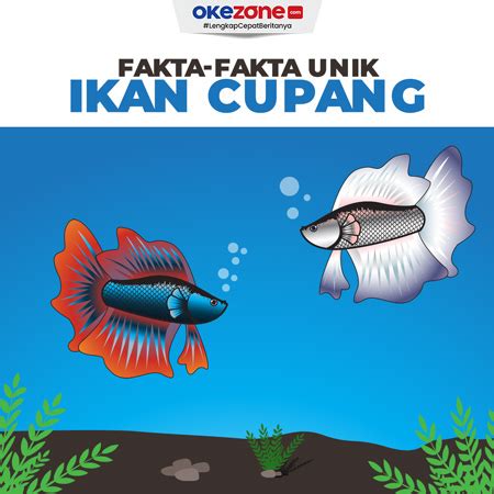 Fakta Fakta Unik Seputar Ikan Cupang 0 Foto Okezone Infografis