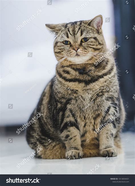Funny Fat Cat Sitting Brown Cat Stock Photo Edit Now 1013834431