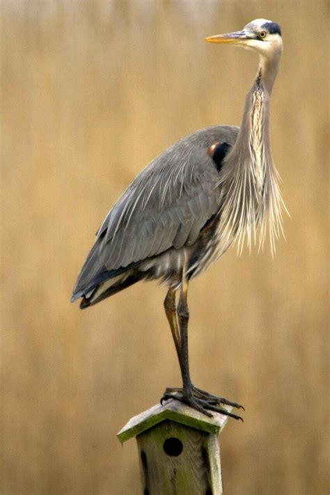 Free Picture Great Blue Heron Nesting Box Wetland Area