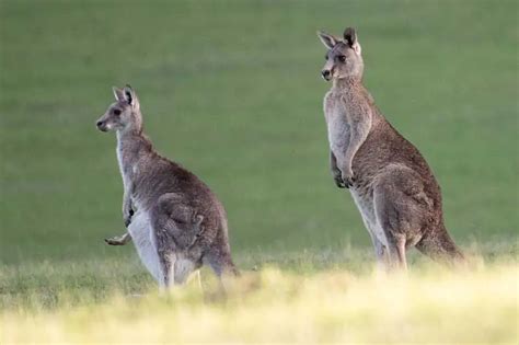 Animals That Walk On Two Legs 16 Examples Wildlife Informer