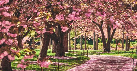 Botanic Gardens And Other Places To See Cherry Blossoms In Nyc The New York Times