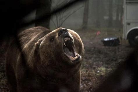 Into The Grizzly Maze Pictures Trailer Reviews News Dvd And Soundtrack