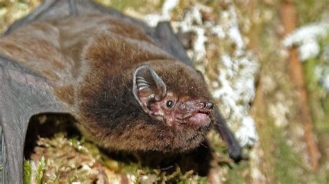 New Zealand Bat Flies Away With Bird Of The Year Awardon November 1