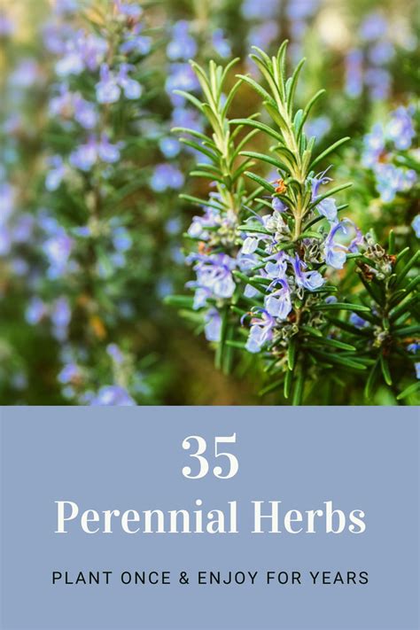 Whether You Grow Herbs For Their Beauty Their Aroma Their Medicinal