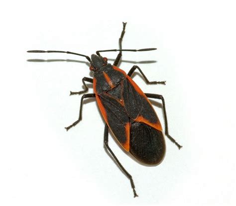 You can identify the nymphs, or young box. water bugs that look like roaches | Pest control