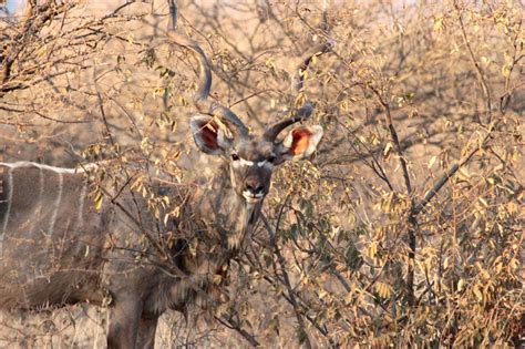 Beasts Of Botswana The Greater Kudu Venturesome Overland