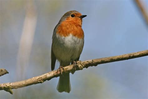 Maybe you would like to learn more about one of these? Pin auf Rouge gorge (Erithacus rubecula)