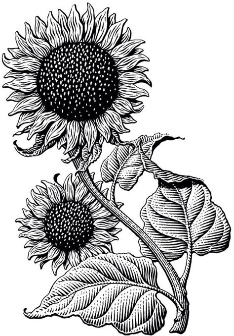 Sunflower Scratchboard Illustration Sunflower Illustration