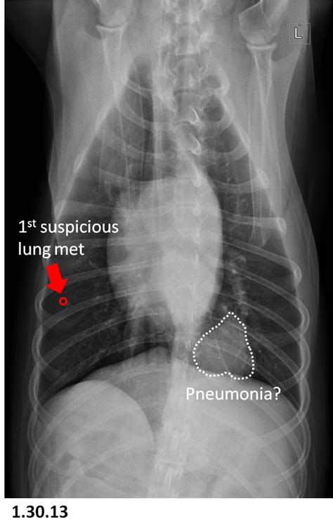 One Dogs Osteosarcoma Lung Lobecomy Surgery After Lung Metastasis
