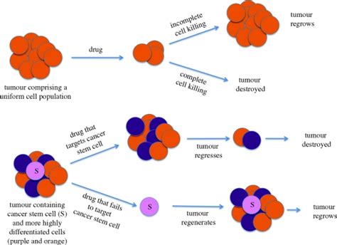The Cancer Stem Cell Hypothesis The Upper Tumour Is Shown As