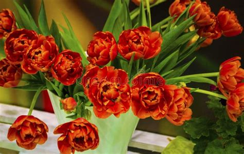 Bouquet Of Orange Tulips Stock Photo Image Of Flower 117288920