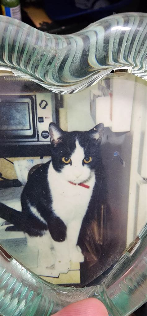 20+ years and I never realized my childhood cat was flipping us off