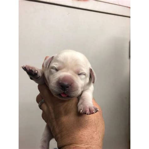 The will have focused energy great for hunting or agility and will be highly receptive to training. Adorable white lab puppies for sale in San Antonio, Texas - Puppies for Sale Near Me