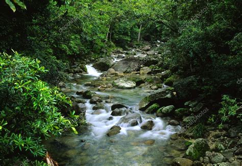 Tropical Rainforest Stream — Stock Photo © Twildlife 5838497