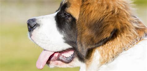 Why Do Dogs Foam At The Mouth Everything You Need To Know