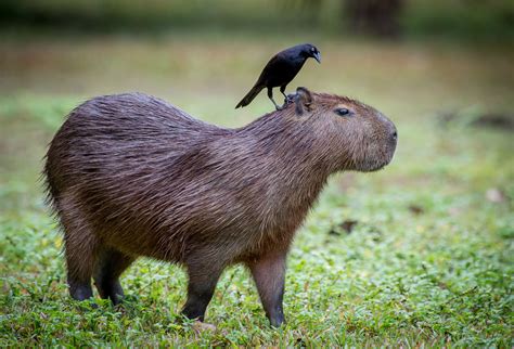 Capybara And Bird