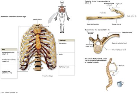 These ribs can be associated with a painful condition called slipping rib syndrome. ribs diagram | Ribs, Diagram, Skeletal system