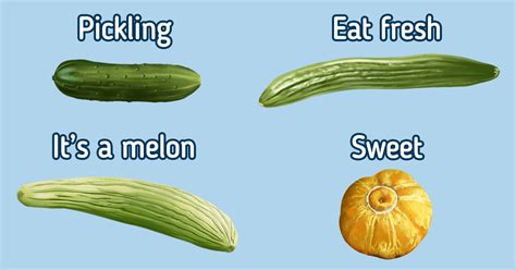 A Guide To Types Of Cucumbers 5 Minute Crafts