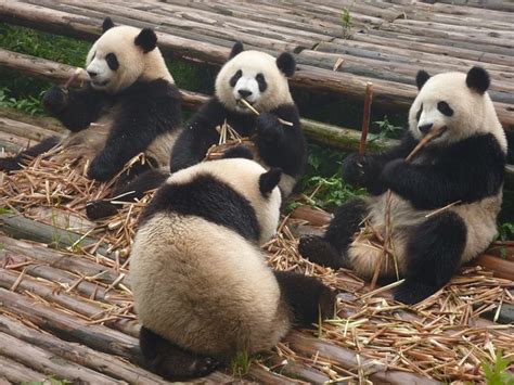Chinas Protection Of Giant Pandas Benefits Other Endangered Animals