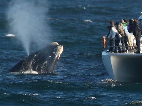 Whale Watching Tour From Hermanus South Africa