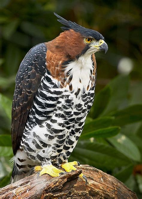 Their hearts beat 1000 beats per minute; Ornate Hawk Eagle | Birds of prey, Birds, Pet birds