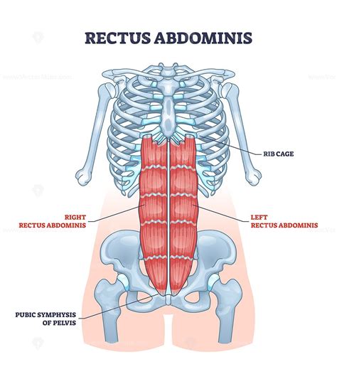 Rectus Abdominis Or Abdominal Abs Muscular System Anatomy Outline