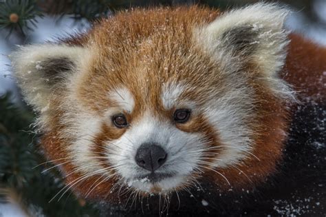 Red Panda Snow