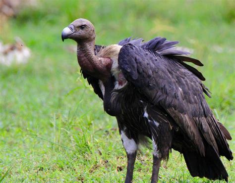 2020 International Vulture Awareness Day Cambodias Vultures Remain At The Edge Of Extinction