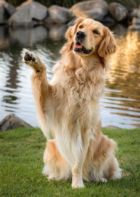 15 Amazing Facts About Golden Retrievers You Probably