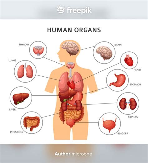 The Human Organs And Their Functions
