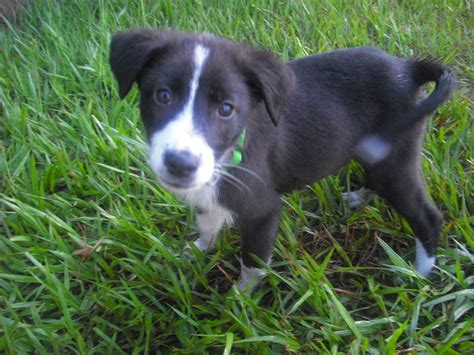 Fiddle The Border Collie Puppy ~ Adopted The Dog Liberator