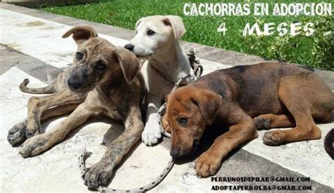 Adoptándonos Preciosas Cachorras Mestizas En Adopción Muy Responsable