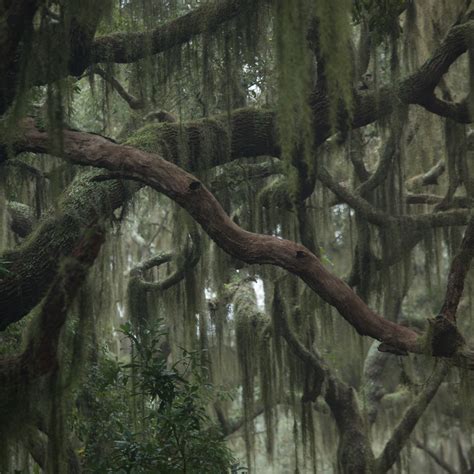 Ten Of The Most Common Trees Indigenous To South Carolina Coastal