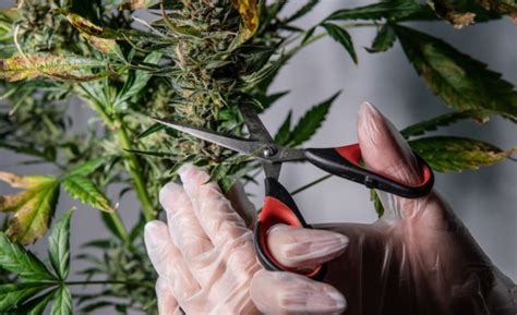 Pruning Cannabis Maxs Indoor Grow Shop