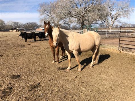 Palomino Ranch Horse