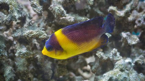 Management Spawning And Egg Collection Of The Masked Angelfish