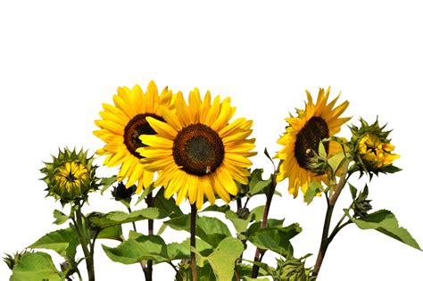 Sunflowers Png Image Purepng Free Transparent Cc0 Png Image Library