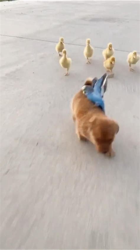 The Little Duck Follow The Puppy Pinterest