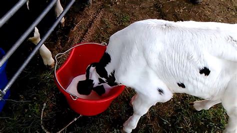 Baby Calf Drinking Bucket Milk Youtube