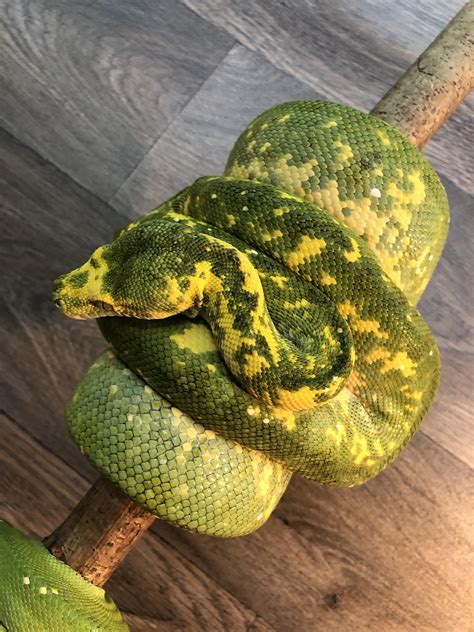 Scotland Green Tree Python Biak Female Reptile Forums