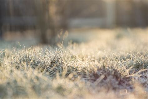 Frozen garden by Toniii94 on DeviantArt