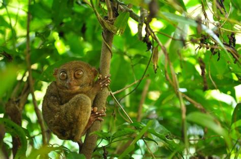 Tarsier Monkey Primate Eyes Humor Funny Cute 11 Wallpapers Hd