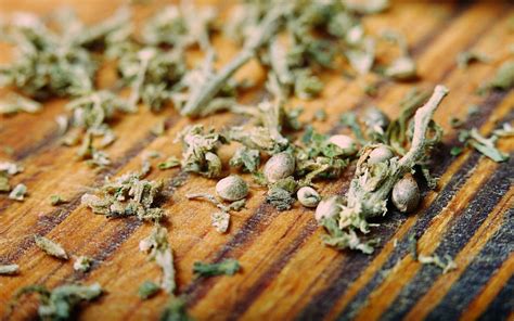 Cannabis Seed Bank How To Choose The Right One