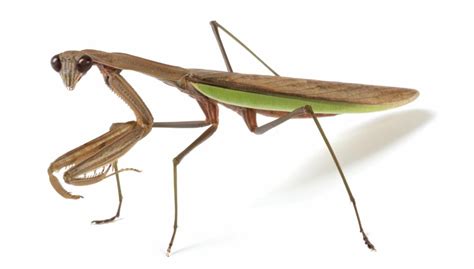 Check spelling or type a new query. Now You'll Know Exactly What a Praying Mantis Symbolizes ...
