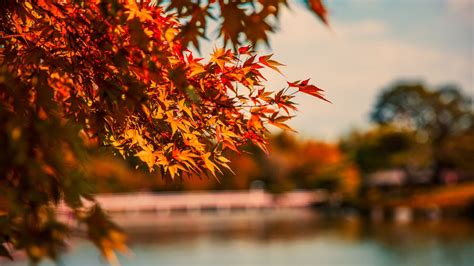 1366x768 Maple Tree Autumn Lake 5k Laptop Hd Hd 4k Wallpapersimages