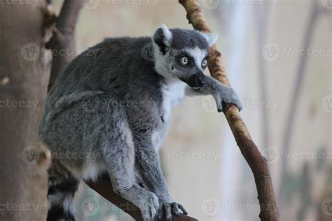 Leaping Lemur 841835 Stock Photo At Vecteezy